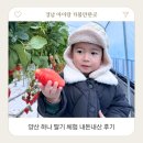 재희농장 | 양산 하나딸기 딸기 농장 체험 아이랑 가볼만한곳