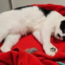 그루밍, 안나 이미지