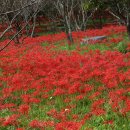 불갑사관광지 이미지