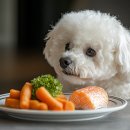 어니스트독(HONEST DOG) 이미지