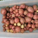 채송화농장 이미지