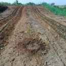 포포농장 이미지