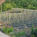 백운면 2402 이미지