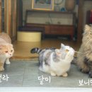 신달하우스 이미지