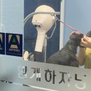 가람애견전문미용실 | 대구 테리어 스트리핑, 가위컷 전문 애견미용실 ‘그루밍쇼타임’ 방문 후기