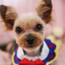 소망애견미용실 이미지