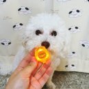 아곰 | 귀여운 강아지 산책 용품, 아아랜드 LED 추천!