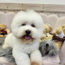 안다펫살롱 이미지