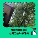 재해문자전광판(2) | 재해위험목 제거 산에 있는 나무 벌목