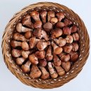 대나무골농장 | [정성드린참송이] 참송이버섯 / 참송이버섯요리 송이버섯볶음 송이버섯미역국