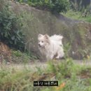 재롱이네 이미지