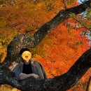 도산서원 입장료 &amp; 주차장 주차정보 / 도산서원 선비복 유생복 무료 / 도산서원 단풍구경 후기 / 안동...
