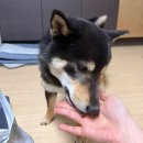 저스트벳 동물병원 | 벳큐어 강아지 처방식 USF Premium 급여 후기, 예민한 광복이 시바견 귀염증 잡았어