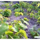 우석농장 이미지