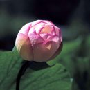 연꽃나리