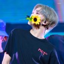 해바라기 하나 이미지