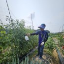 더라파팜 이미지