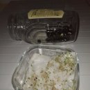 sprouting jar 콩나물 기르는 항아리 또는 유리 이미지