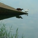 원천오리 이미지