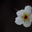 수정악기 이미지