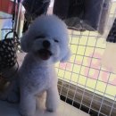 쥬티 펫 이미지