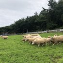 경실목장 이미지