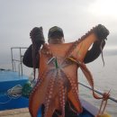 주문진항문어 이미지