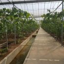 금우농장 이미지