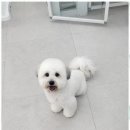 아임댕댕 | 수곡동애견미용 반려견을 위한 최고의 미용 경험, 아임댕댕 방문 후기