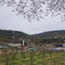 복사꽃피는마을 이미지