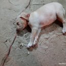 그랑블루 이미지