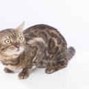 중부동물병원 이미지