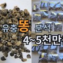 유튜브 최문보박사의 &#34;말벌 유충 똥 분석에 4000~5000만원?? 이미지