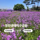 영천지구 전승비 | [경북] 영천 보라유채꽃 작약꽃 개화상황 영천생태지구공원