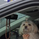 씨사이드힐캠핑장 | [강화도 씨사이드힐 캠핑장] 애견동반 바다뷰 강화도 캠핑장, 메이플 7,8번 후기