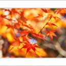 마곡사3 이미지