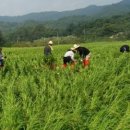 순천-13호 이미지