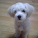 중동 동광2차아파트 이미지