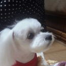 알리에 이미지
