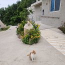 라임캣 | 영덕 고양이 동반펜션, 영덕 풀빌라 &#39;달토 풀빌라 글램핑&#39; 후기 !