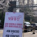 서구-02-75 | 단 5일 개방! SK인천석유화학 벚꽃동산 (4월 10일 벚꽃상황) 주차장 포토존 꿀팁