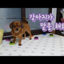 강아지나라 이미지