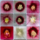 부용화(芙蓉花)...