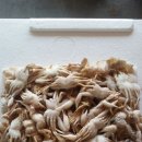 크랩마켓 Daum카페