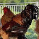 관상농장 이미지