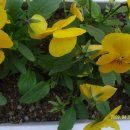 양지어린이집 이미지