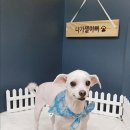 이쁘니 이발소 이미지