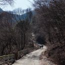 고단 버들고개쉼터 | 수리산 품에 안긴 순백의 우주, 변산바람꽃을 만나다