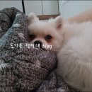 꽃보다개냥 이미지