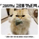 꼬맹이그루밍 | 고로롱 고양이캣닢 캣닢티백 덕분에 고양이들 스트레스 풀었어요